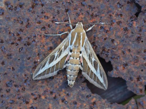 Hyles livornica